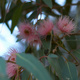 Eucalypt flowers on a tree