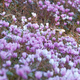 A mass display of cyclamen flowers