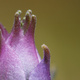Closeup of a sage flower