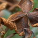Closeup of dying Hydrangea flowers