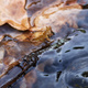 A stick and autumn leaves in water