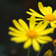 Closeup of yellow daisy flowers