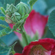 Closeup of a Hollyhock flower and buds