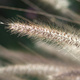 Closeup of fluffy grass seeds