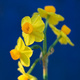 Closeup of yellow Jonquils against a blue background