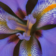 Closeup of an Iris flower