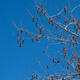 Seedpods of a Plane tree, against a blue sky