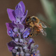 Closeup of a bee gathering pollen from a lavender flower