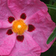 Closeup of a Cistus flower
