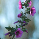 A spray of flowers on a Mallow