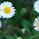 Closeup of Erigeron flowers