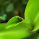 Closeup of the leaves of a lily