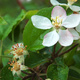 Closeup of apple blossom