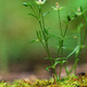 Closeup of moss and tiny plants