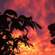 A Buddleia plant silhouetted against a sunset sky