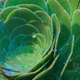 Closeup of a succulent plant with water drops sitting on it