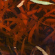 Leaves submerged in reddish water