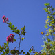 Crepe myrtle flowers against blue sky
