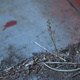A tiny plant, growing in the gap between concrete blocks