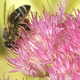 A bee on sedum flowers