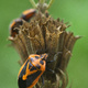 Closeup of black and orange-backed beetles crawling on a seedhead.