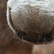 Closeup of a donkey's nose