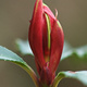 Closeup of a red rhododendron bud