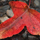 Closeup of water on a fallen autumn leaf